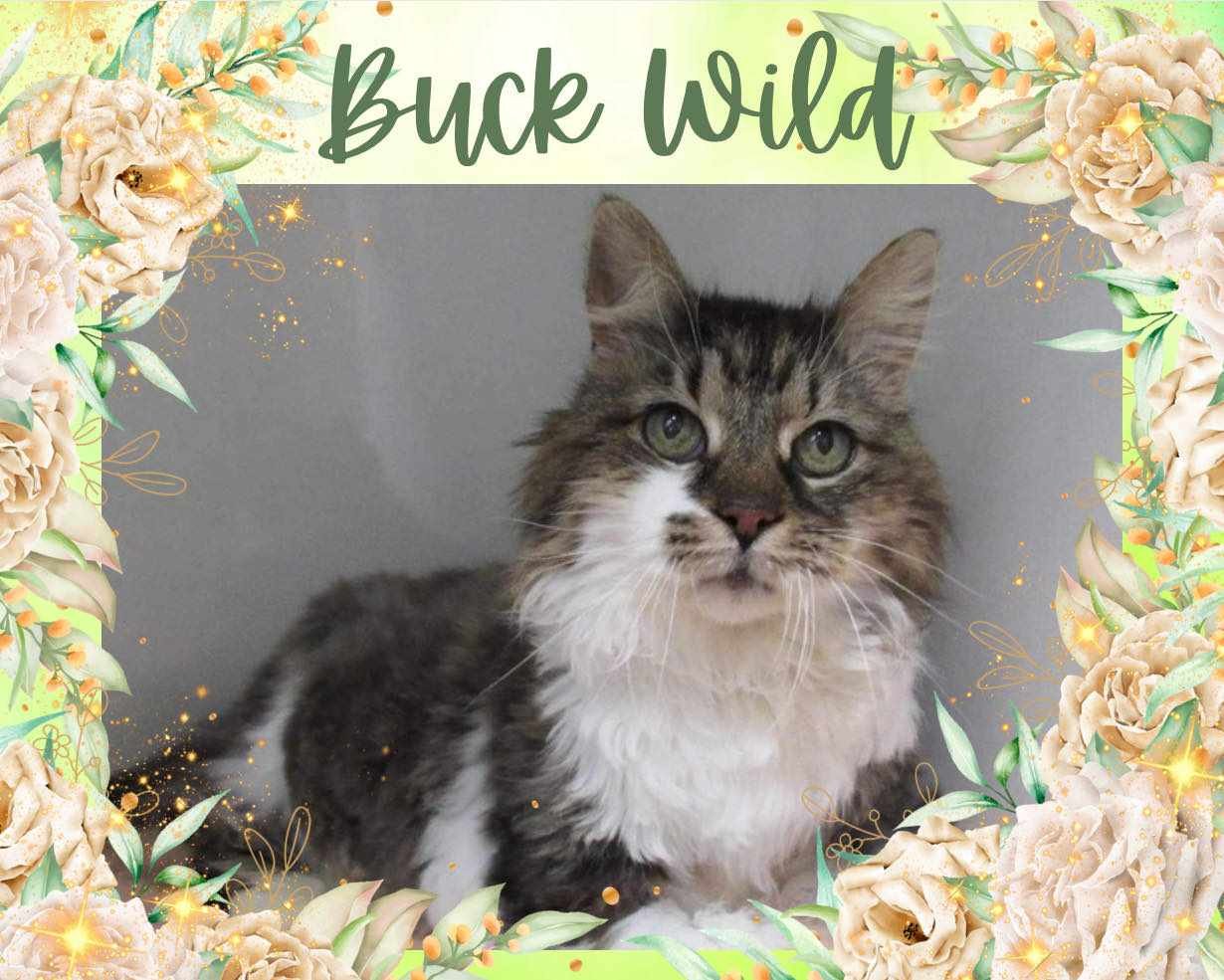 adoptable Cat in Oakville, ON named Buck Wild