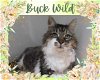 adoptable Cat in  named Buck Wild