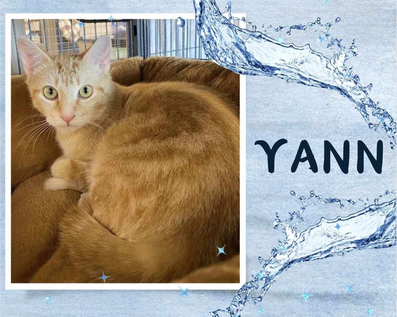 adoptable Cat in Oakville, ON named Yann