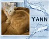 adoptable Cat in  named Yann