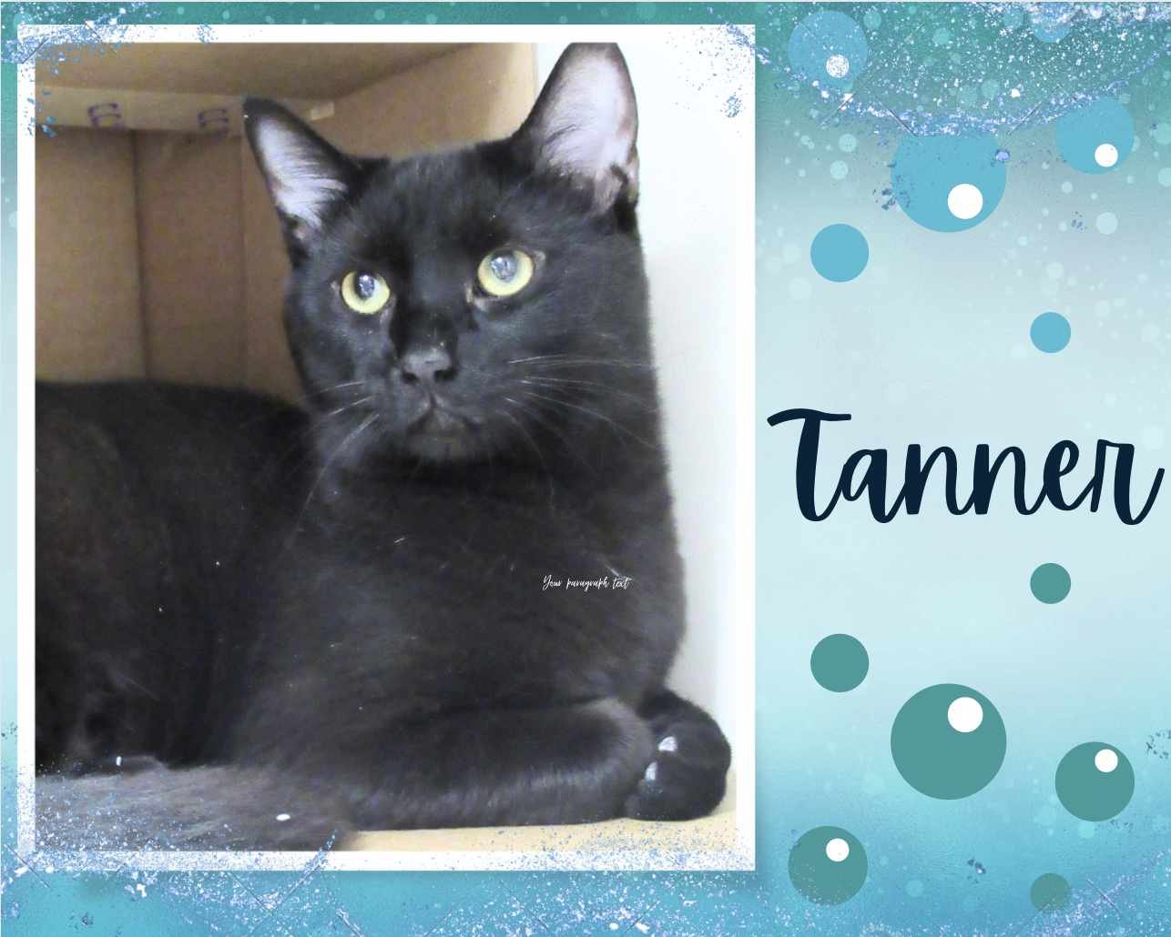adoptable Cat in Oakville, ON named Tanner