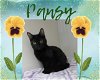 adoptable Cat in  named Pansy