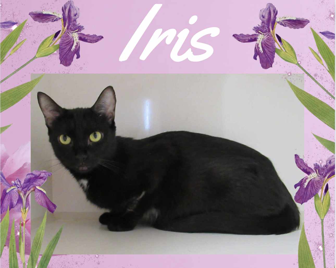 Cat adoption in Oakville, ON L6M 3P1 Domestic Short Hair Cat "Iris"