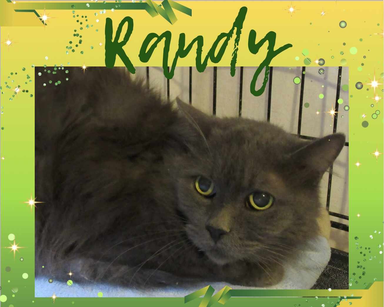 adoptable Cat in Oakville, ON named Randy