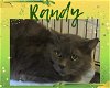 adoptable Cat in  named Randy