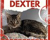 adoptable Cat in  named Dexter