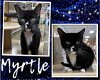 adoptable Cat in  named Myrtle