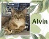 adoptable Cat in  named Alvin