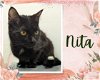 adoptable Cat in  named Nita