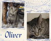 adoptable Cat in , ON named Oliver