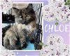 adoptable Cat in  named Chloe