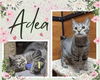 adoptable Cat in Oakville, ON named Adea