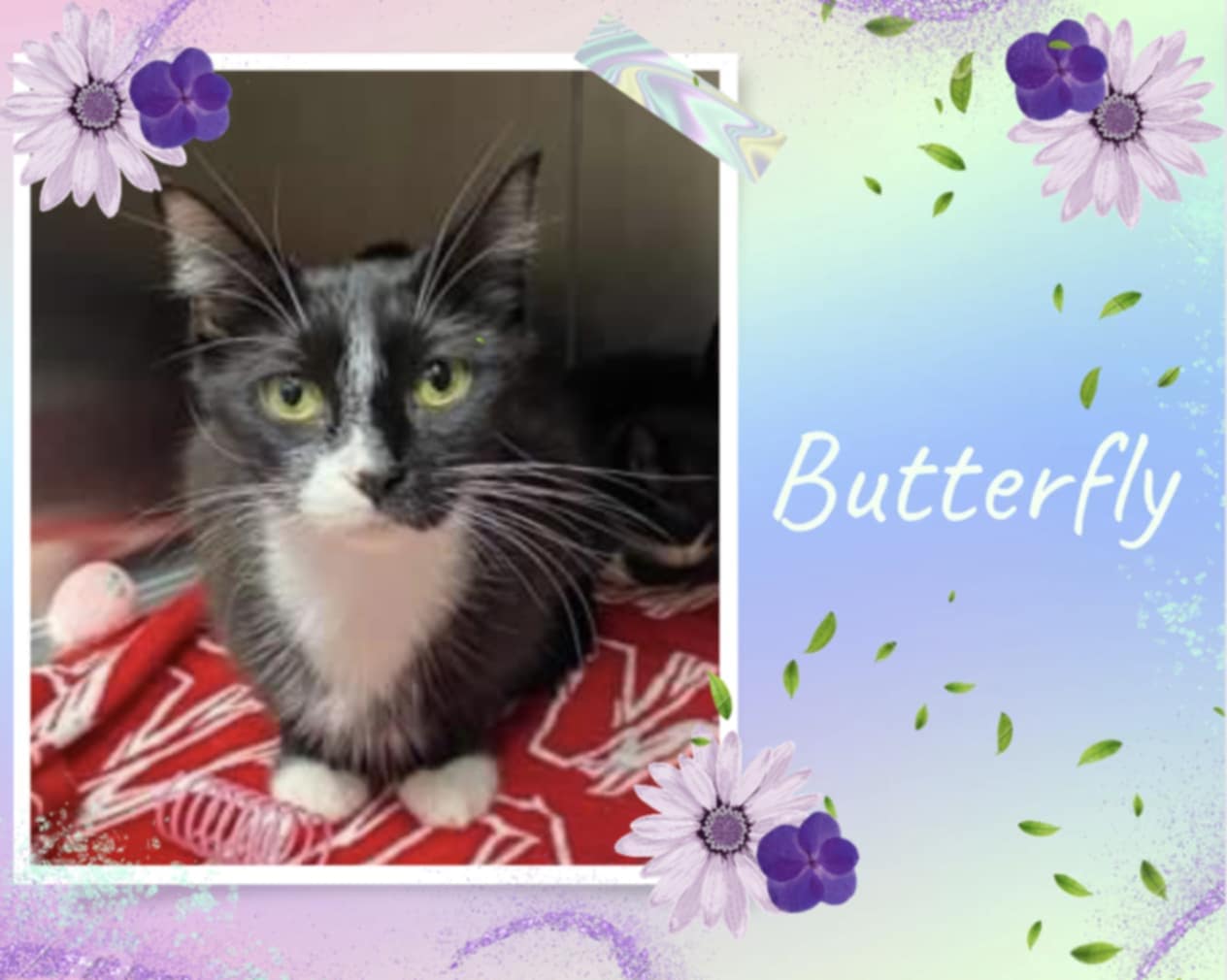 adoptable Cat in Oakville, ON named Butterfly