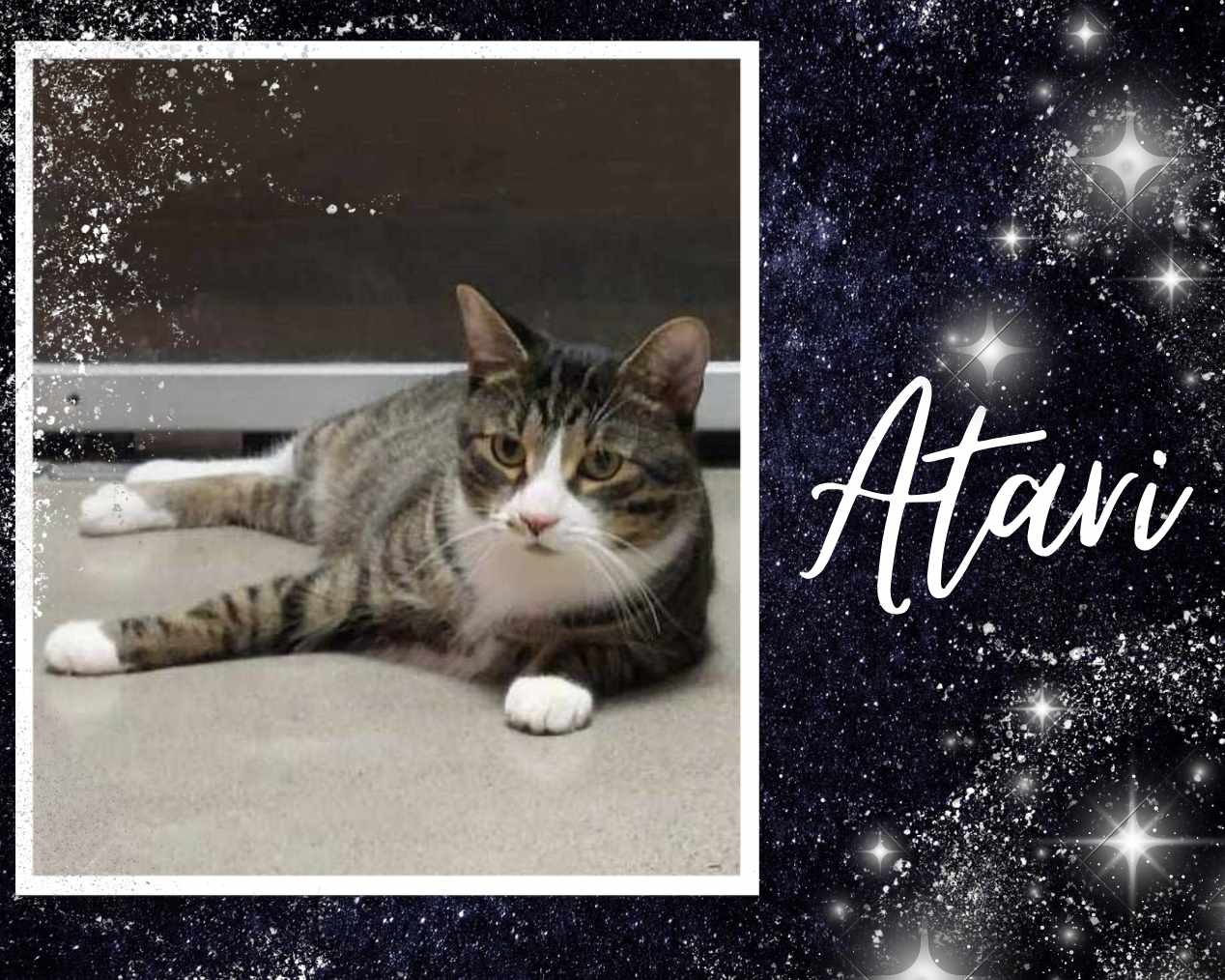 adoptable Cat in Oakville, ON named Atari