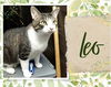 adoptable Cat in Oakville, ON named Leo