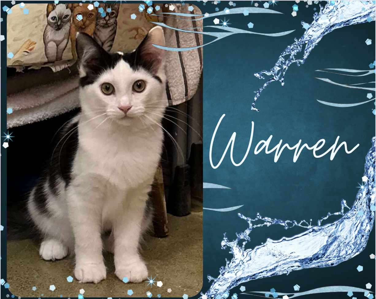 adoptable Cat in Oakville, ON named Warren