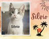 adoptable Cat in Oakville, ON named Silvio