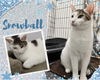 adoptable Cat in Oakville, ON named Snowball