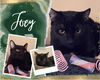 adoptable Cat in Oakville, ON named Joey