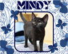 adoptable Cat in , ON named Mindy