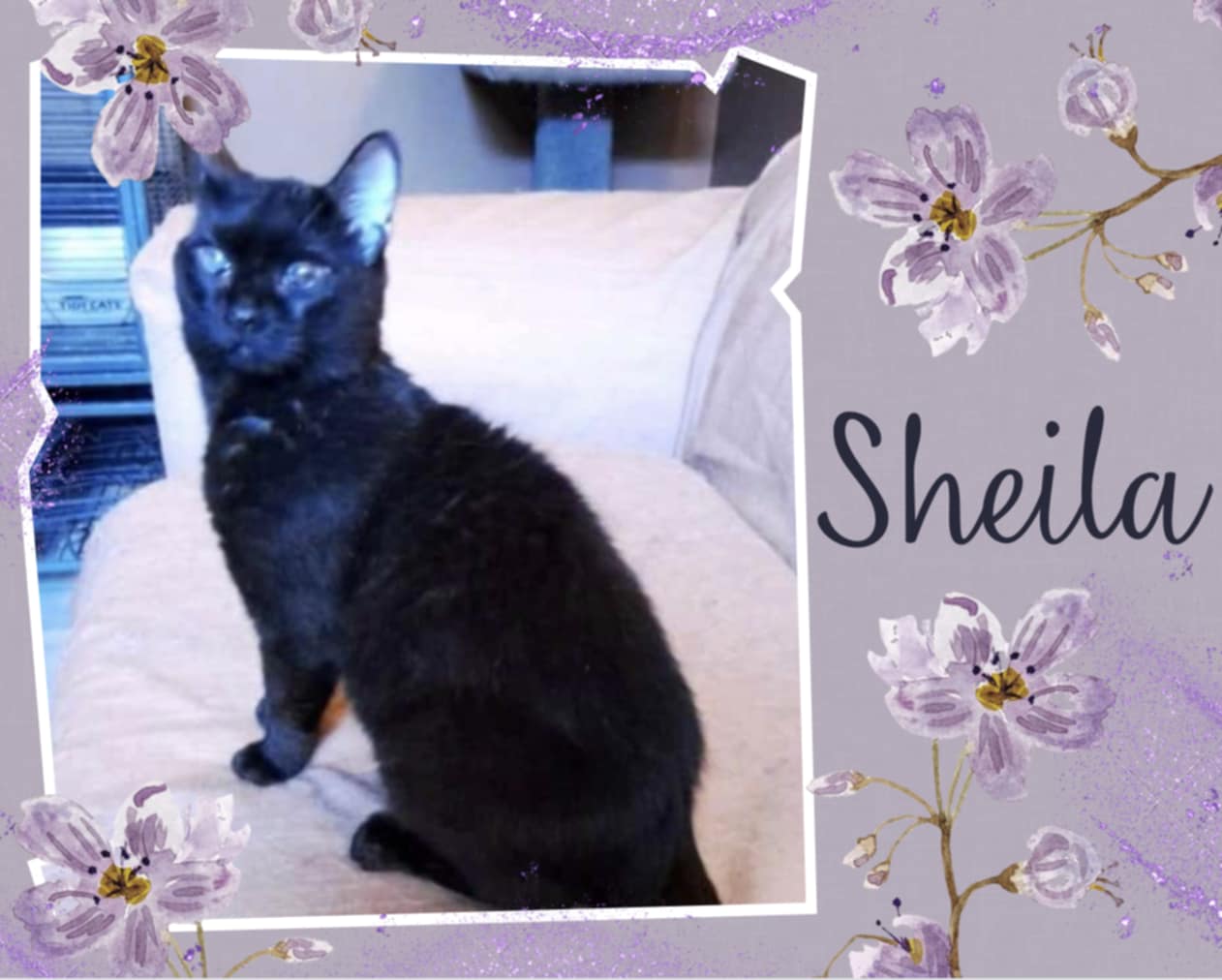 adoptable Cat in Oakville, ON named Sheila