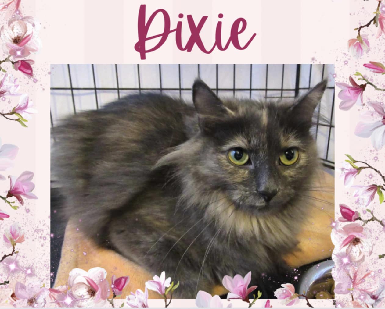 adoptable Cat in Oakville, ON named Dixie