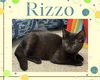 adoptable Cat in , ON named Rizzo