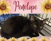 adoptable Cat in Oakville, ON named Penelope