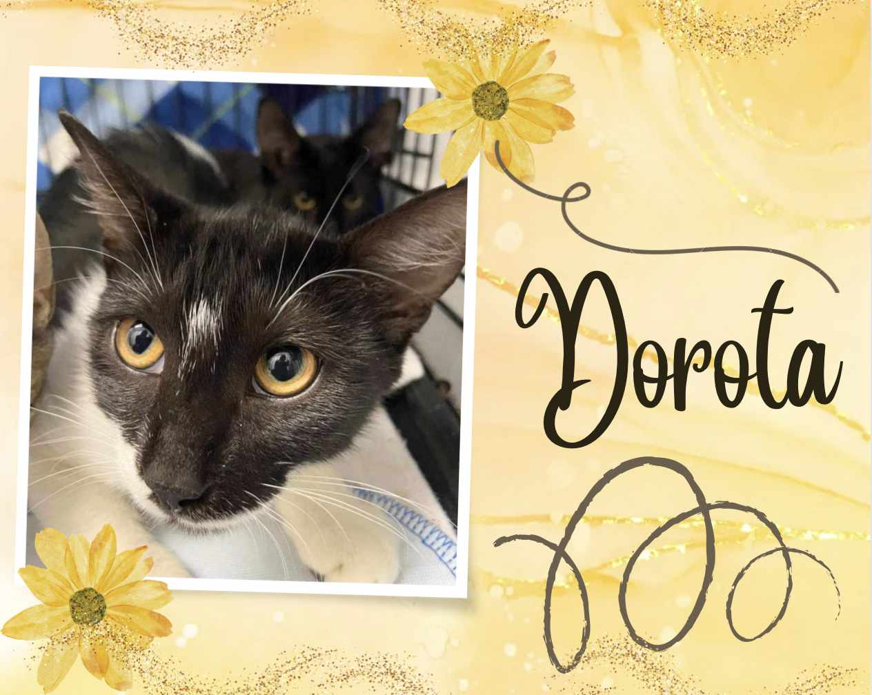 adoptable Cat in Oakville, ON named Dorota