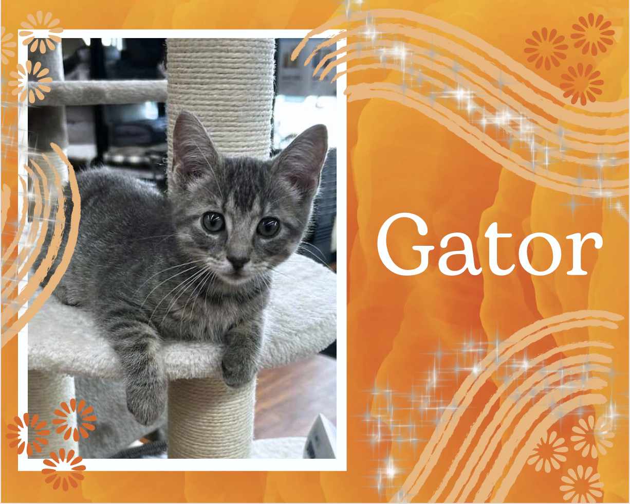 adoptable Cat in Oakville, ON named Gator