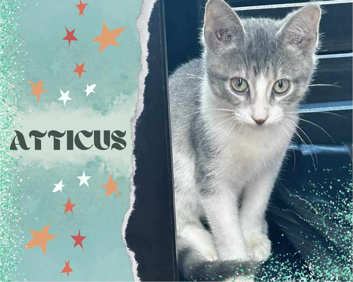 adoptable Cat in Oakville, ON named Atticus