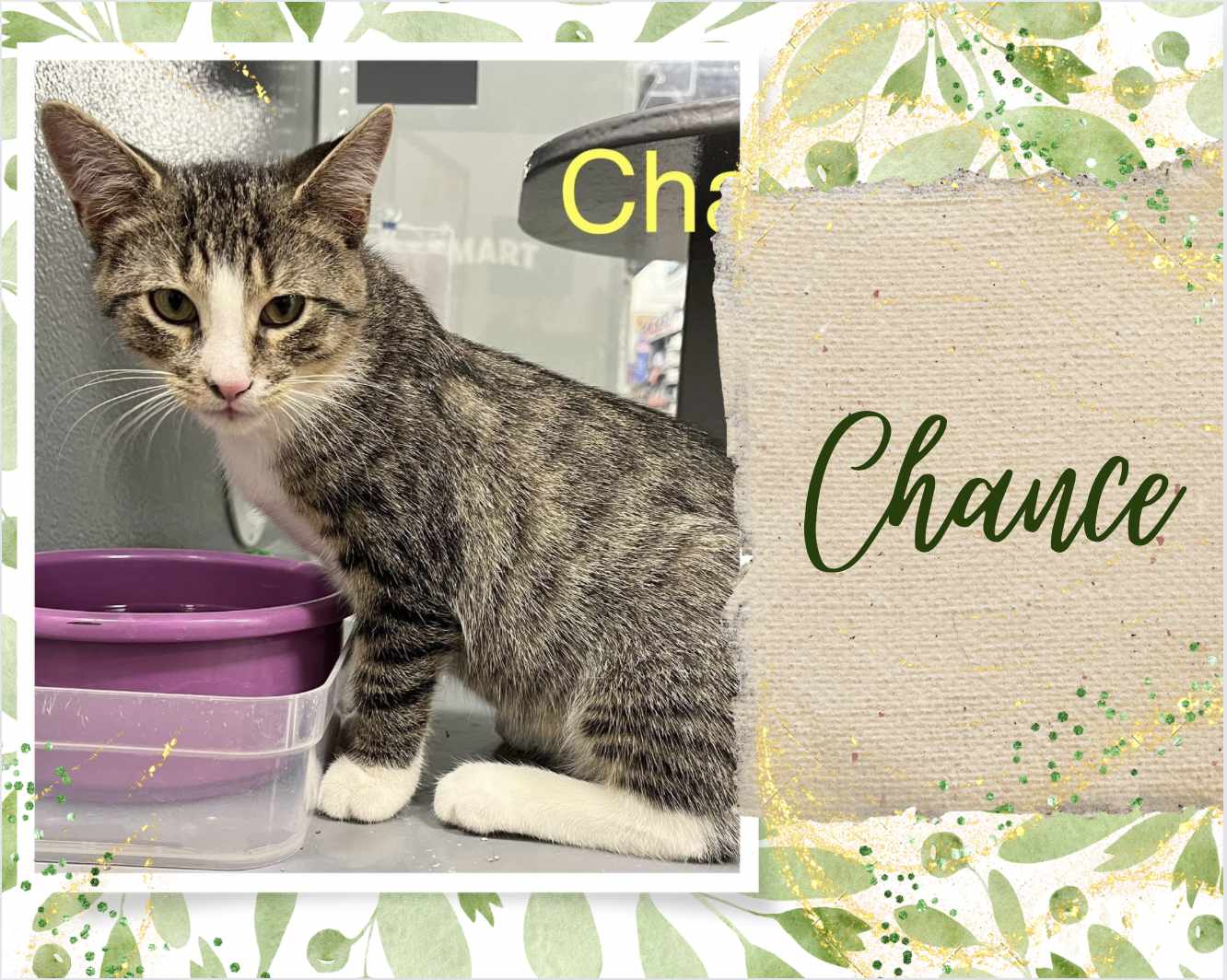 adoptable Cat in Oakville, ON named Chance