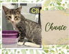 adoptable Cat in , ON named Chance