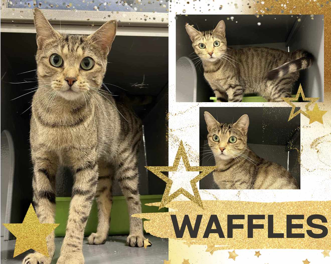 adoptable Cat in Oakville, ON named Waffles