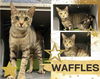 adoptable Cat in , ON named Waffles