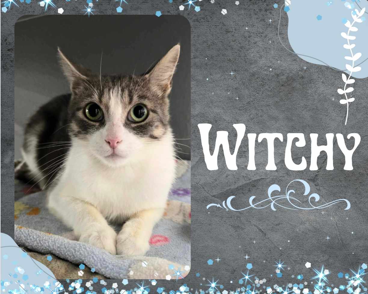 adoptable Cat in Oakville, ON named Witchy