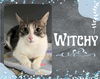 adoptable Cat in , ON named Witchy