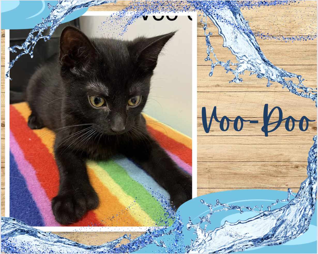 adoptable Cat in Oakville, ON named Voo Doo