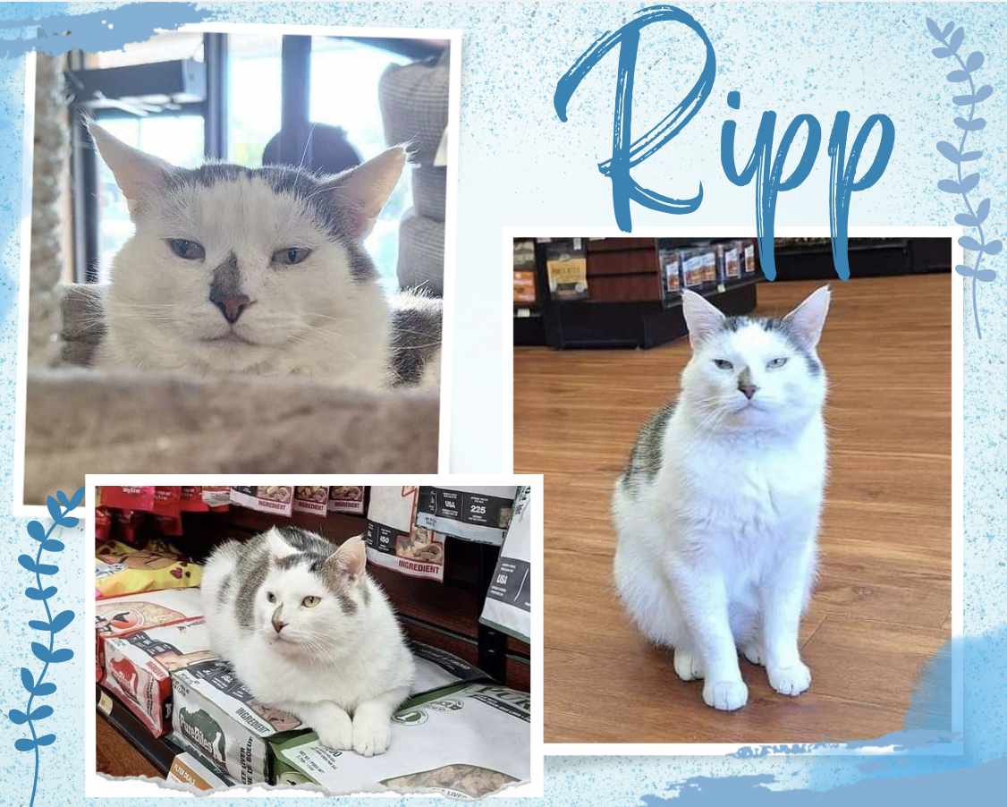 adoptable Cat in Oakville, ON named Ripp