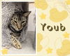 adoptable Cat in Oakville, ON named Youb