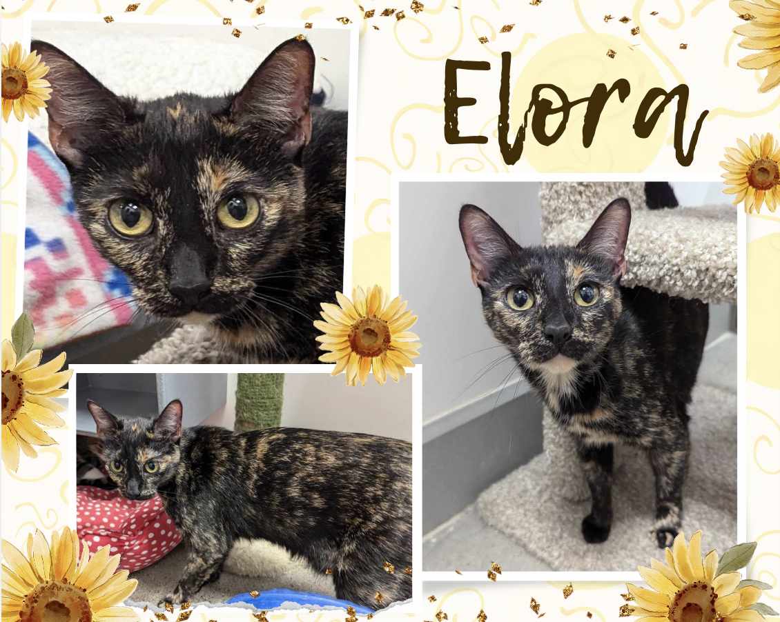 adoptable Cat in Oakville, ON named Elora