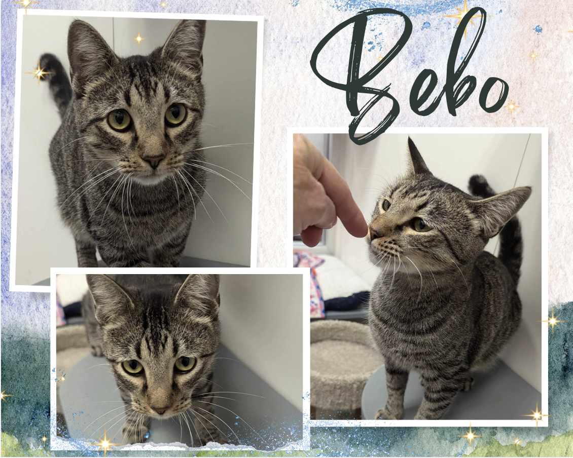 adoptable Cat in Oakville, ON named Bebo