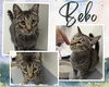 adoptable Cat in , ON named Bebo