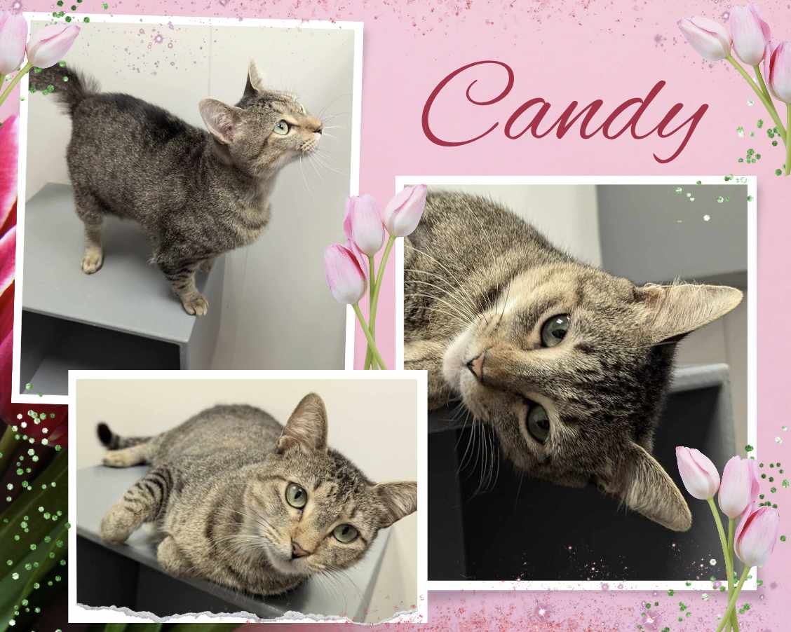 adoptable Cat in Oakville, ON named Candy