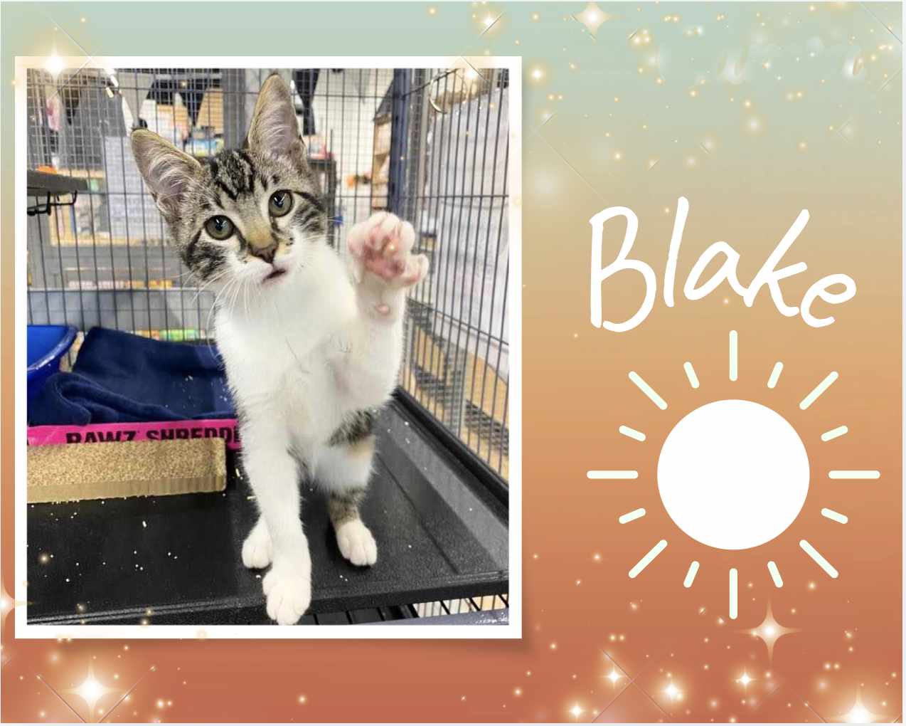 adoptable Cat in Oakville, ON named Blake