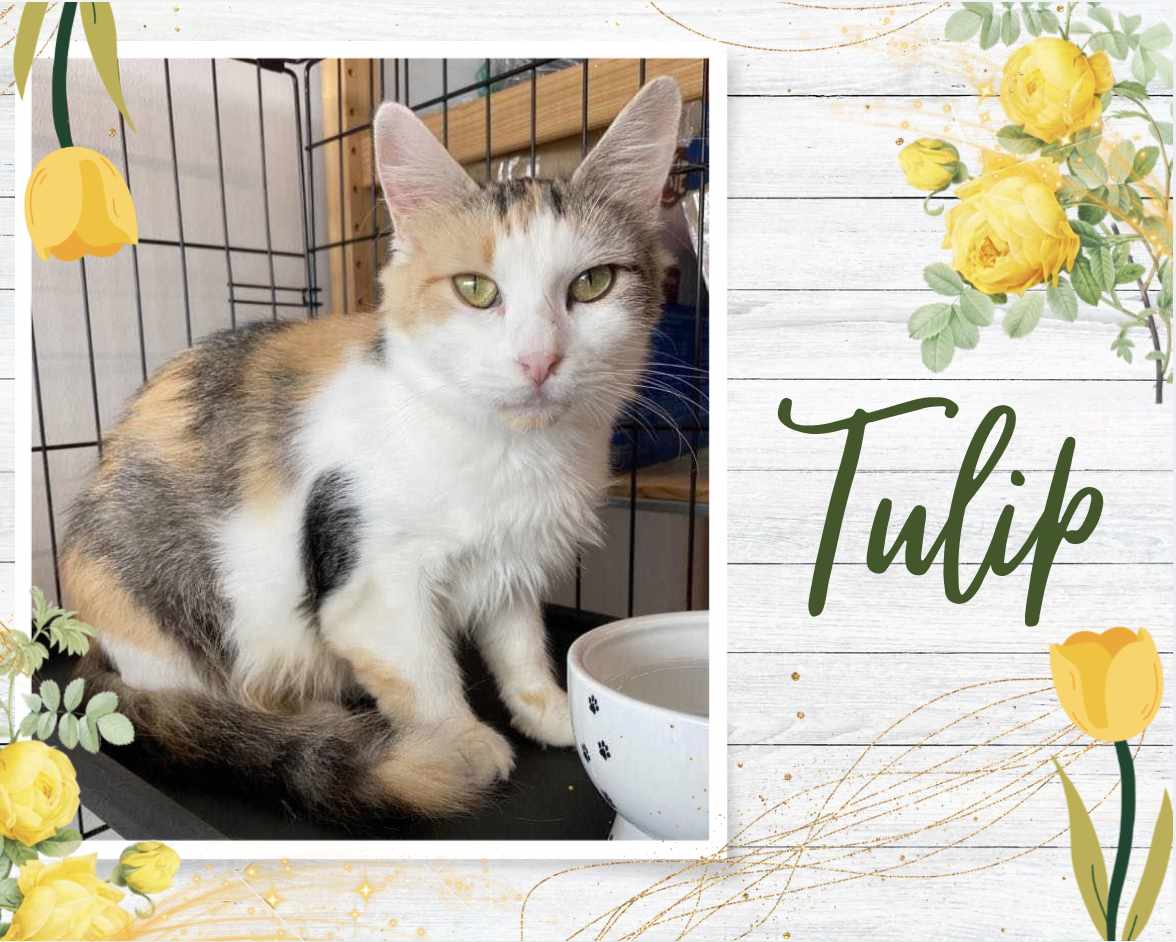 adoptable Cat in Oakville, ON named Tulip