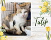 adoptable Cat in , ON named Tulip