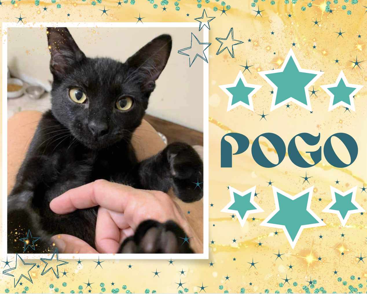 adoptable Cat in Oakville, ON named Pogo