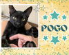 adoptable Cat in , ON named Pogo