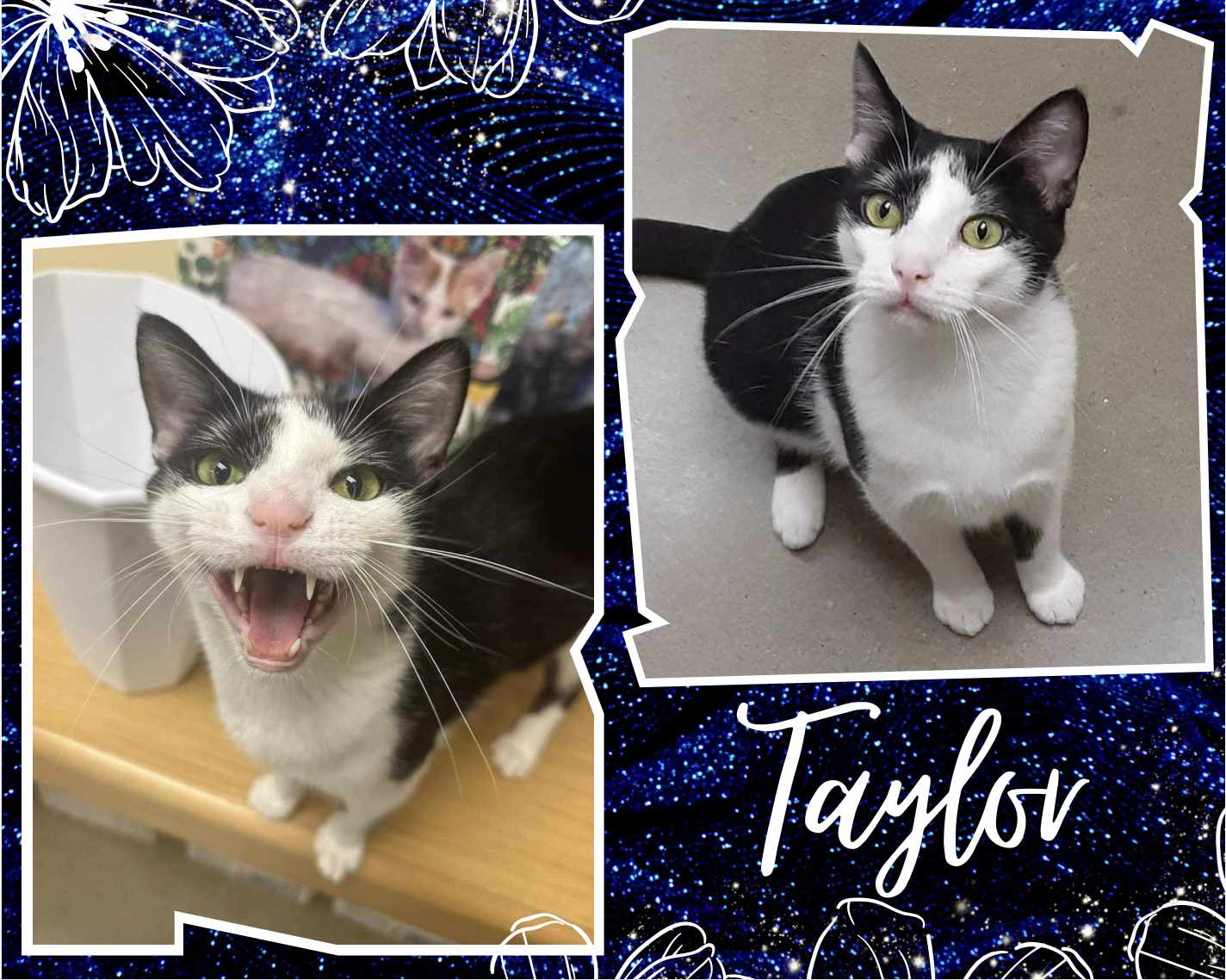 adoptable Cat in Oakville, ON named Taylor